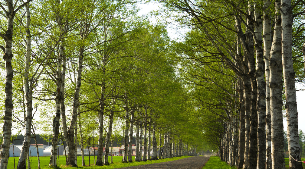 Unnecessary Tree Cutting Constitutes Nature’s Massacre: Roadside Trees Cannot Be Removed Simply for Commercial Purposes- Kerala High Court